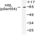 p-HSL (S855) pAb