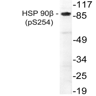 p-HSP90B (S254) pAb