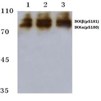 p-IKK(alpha)/(beta) (S180/181) pAb