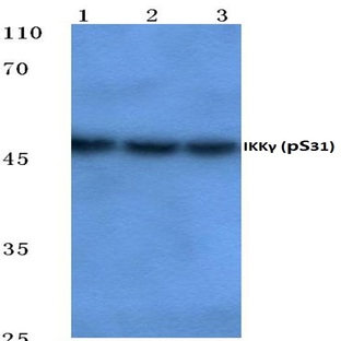 p-IKK(gamma) (S31) pAb 