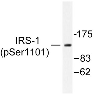 P-IRS-1 (S1101) pAb