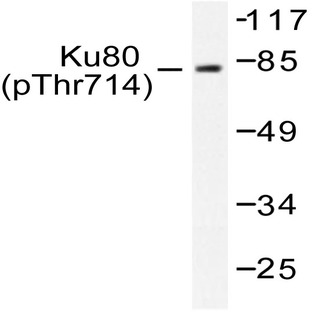 p-Ku-80 (T714) pAb