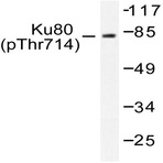 p-Ku-80 (T714) pAb