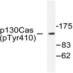 p-p130 Cas (Y410) pAb