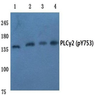 p-PLC (gamma)2 (Y753) pAb