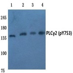 p-PLC (gamma)2 (Y753) pAb