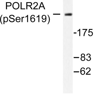 p-Rpb1 (S1619) pAb