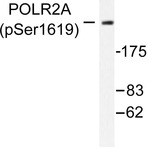 p-Rpb1 (S1619) pAb