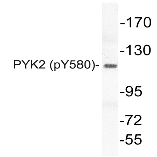 p-PYK2 (Y580) pAb