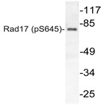 p-Rad17 (S645) pAb