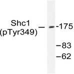 p-Shc (Y349) pAb