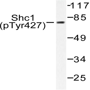 p-Shc (Y427) pAb