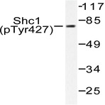 p-Shc (Y427) pAb