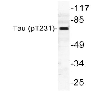 p-Tau (T231) pAb