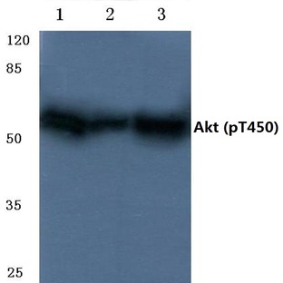 p-AKT (T450) pAb
