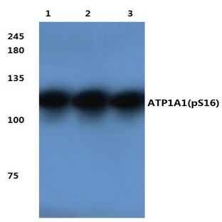 p-Na+/K+-ATPase (alpha)1 (S16) pAb