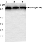 p-Calnexin (S583) pAb