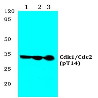 p-Cdk1/Cdc2 (T14) pAb