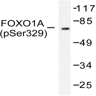 P-FKHR/FoxO1 (S329) pAb