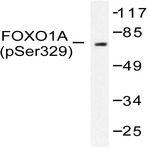 P-FKHR/FoxO1 (S329) pAb