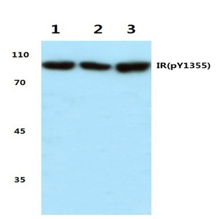 p-Insulin Receptor (Y1355) pAb