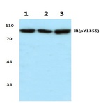 p-Insulin Receptor (Y1355) pAb