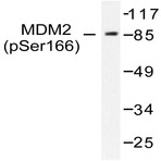 p-MDM2 (S166) pAb