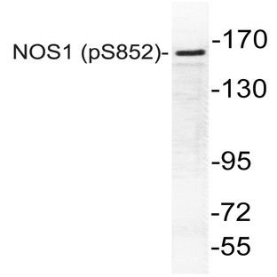 p-NOS1 (S852) pAb