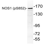 p-NOS1 (S852) pAb