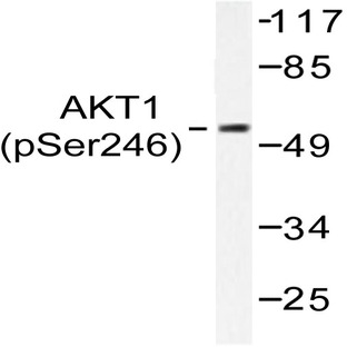 p-AKT1 (S246) pAb