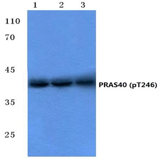 p-PRAS40 (T246) pAb