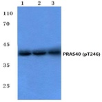 p-PRAS40 (T246) pAb