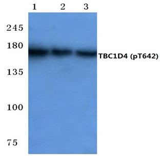 p-TBC1D4 (T642) pAb