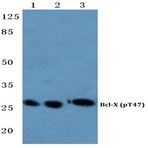 p-Bcl-X (T47) pAb