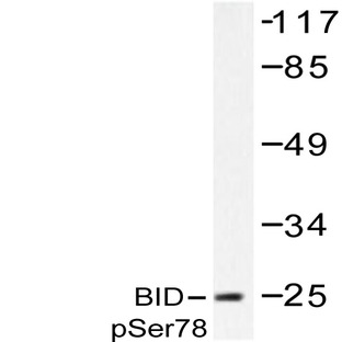 p-BID (S78) pAb