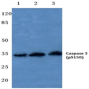 p-Caspase 3 (S150) pAb