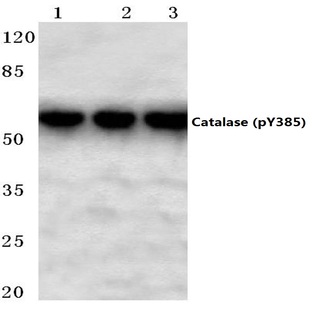 p-Catalase (Y385) pAb