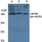 p-eIF4B (S422) pAb 