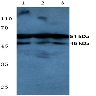 p-JNK1/2/3 (T183/Y185) pAb