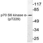 p-p70 S6K (T229) pAb