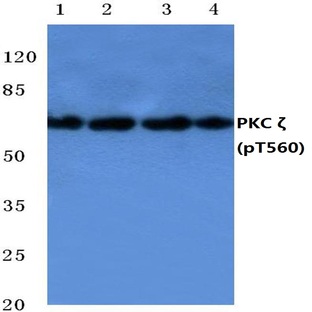 p-PKC (zeta)(T560) pAb