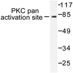 p-PKC-pan ((alpha)T497) pAb