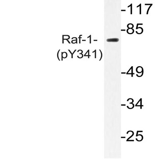 p-Raf-1 (Y341) pAb