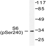 p-RPS6 (S240) pAb