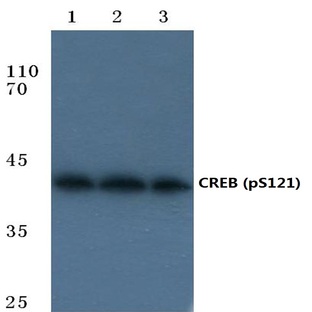 p-CREB (S121) pAb