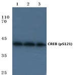 p-CREB (S121) pAb