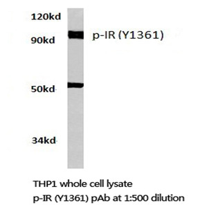 p-Insulin Receptor (Y1361) pAb