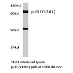 p-Insulin Receptor (Y1361) pAb