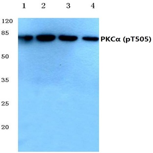 p-PKC (alpha) (T505) pAb