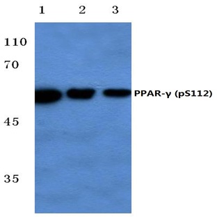 p-PPAR(gamma) (S112) pAb